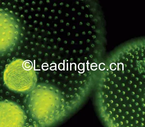 吃掉 CO2 农业大发展