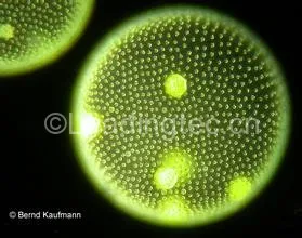 “绿藻侠”有什么本事?