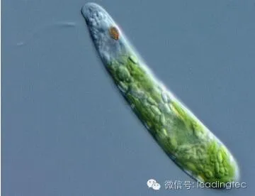 隐藻,小眼虫,Euglena gracilis