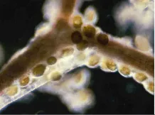 附着在基质上的冈比亚藻