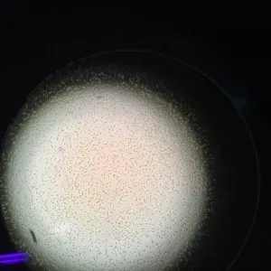 牟氏角毛藻平板纯化后藻株