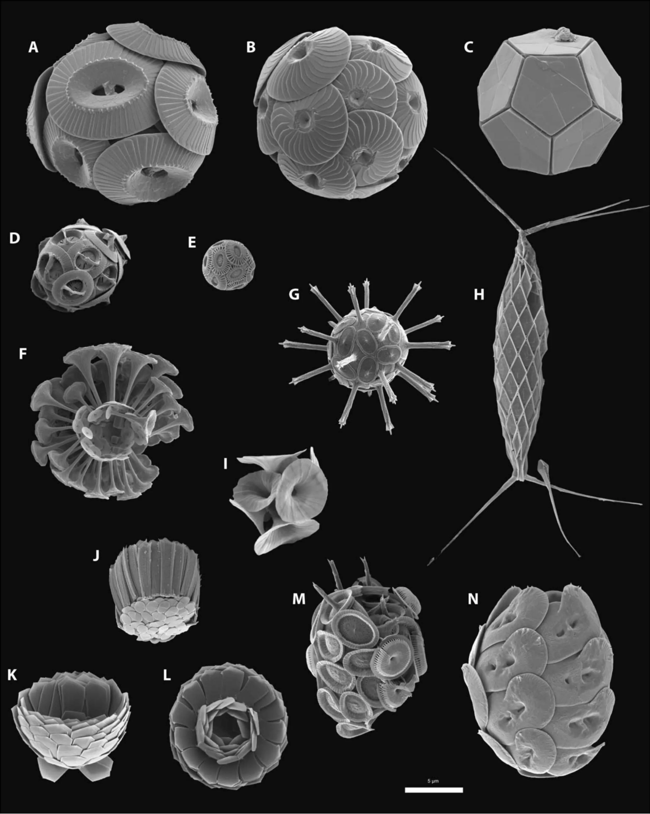 颗石藻 Coccolithophores
