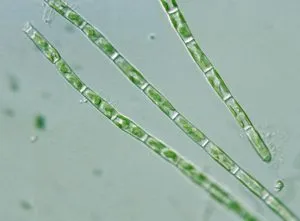 同形黄丝藻 (GY-H59 Tribonema aequale)