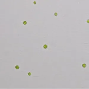 GY-D25普通小球藻ZF藻株