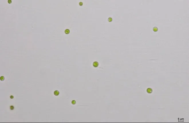 GY-D25普通小球藻ZF藻株