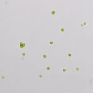 GY-D26蛋白核小球藻ZF藻株