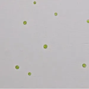 GY-D27淡水普通小球藻ZF藻株