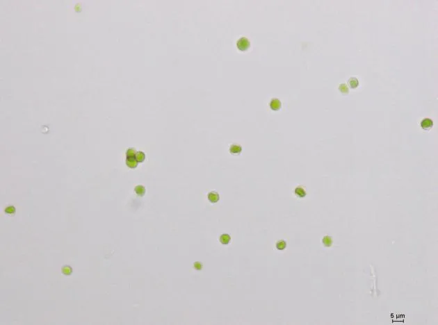 GY-D28.淡水蛋白核小球藻ZF藻株