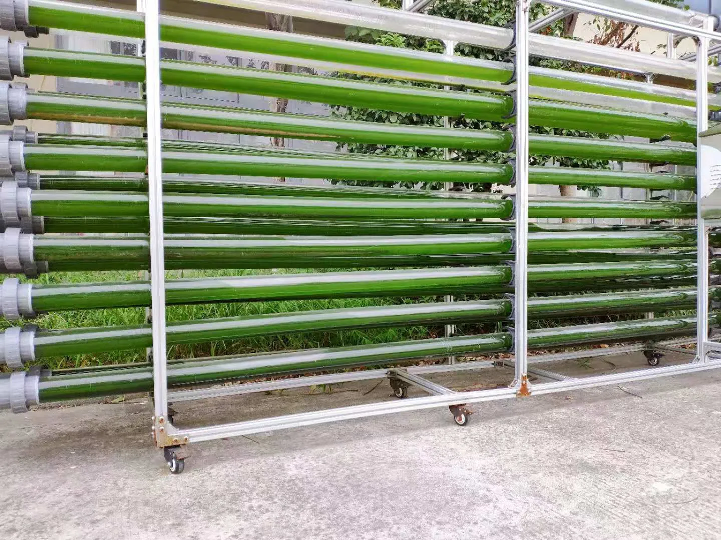 水产养殖扩培用小球藻和培养基套装产品 - 图片 9