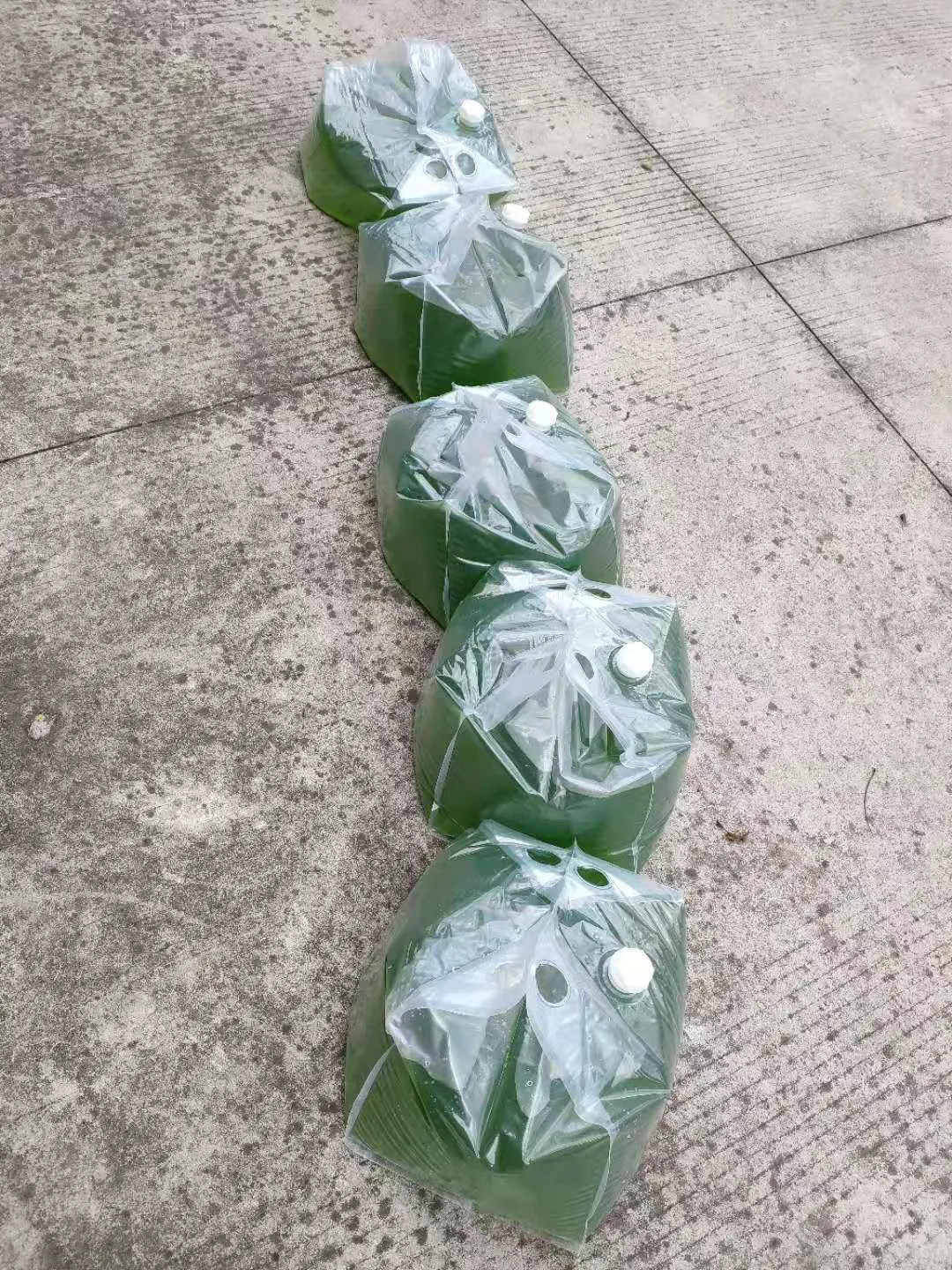 水产养殖扩培用小球藻和培养基套装产品 - 图片 7