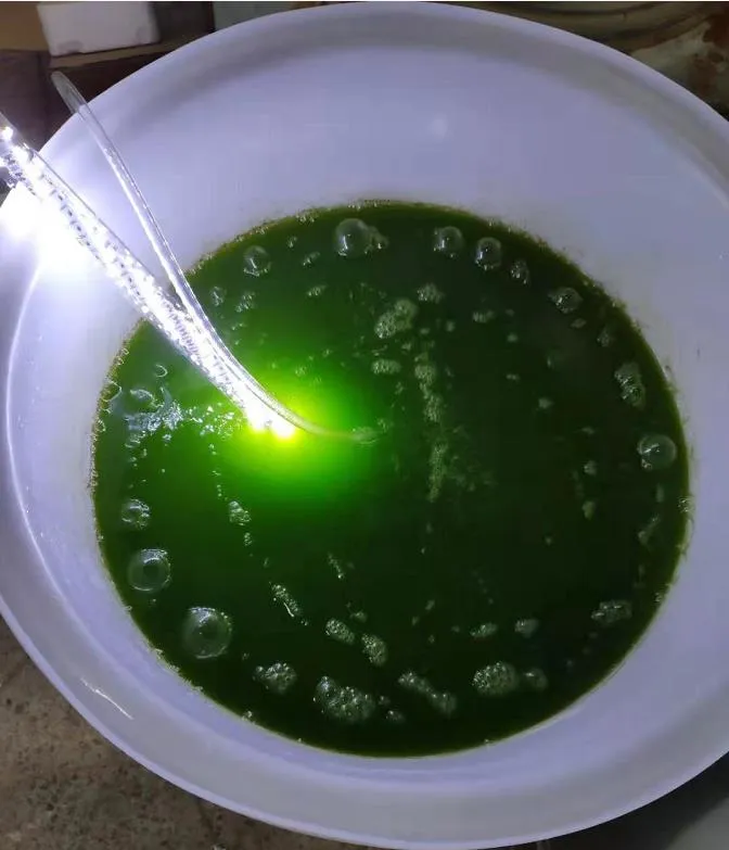 水产养殖扩培用小球藻和培养基套装产品 - 图片 10