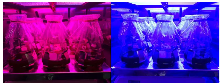 不同光质条件下三角褐指藻的兼养培养