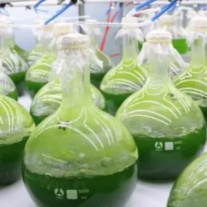 微藻可以帮助人类移民火星?