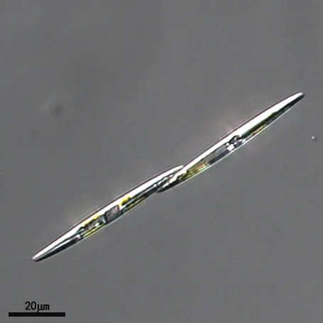 GY-H63 尖刺拟菱形藻 Pseudo-nitzschia pungens Halse