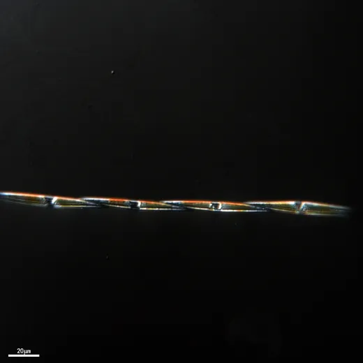 GY-H63 尖刺拟菱形藻 Pseudo-nitzschia pungens Halse - 图片 2