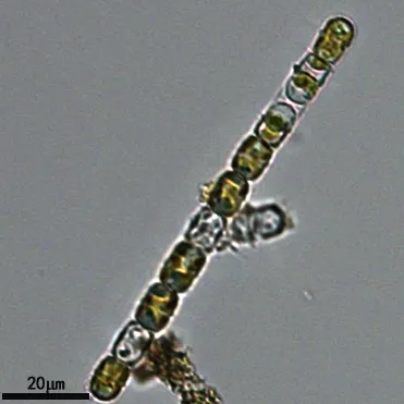 GY-H64 具槽直链藻 Melosira sulcata - 图片 3