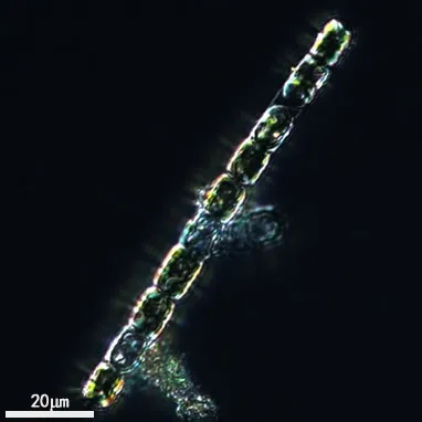 GY-H64 具槽直链藻 Melosira sulcata - 图片 4