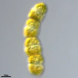 GY-H65 链状裸甲藻 Gymnodinium catenatum