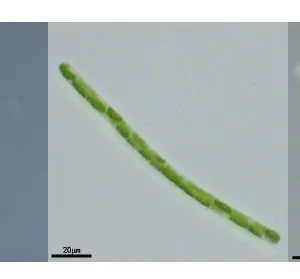 丝藻(GY-D30Ulothrix)