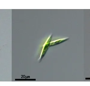 纤维藻属(GY-D31Ankistrodesmus)