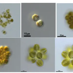 黄群藻 (GY-D11 Synura sp.