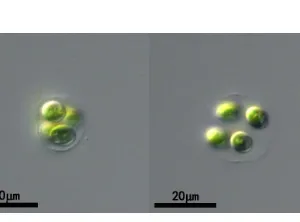 淡水卵囊藻(GY-D14 Oocystis sp.)
