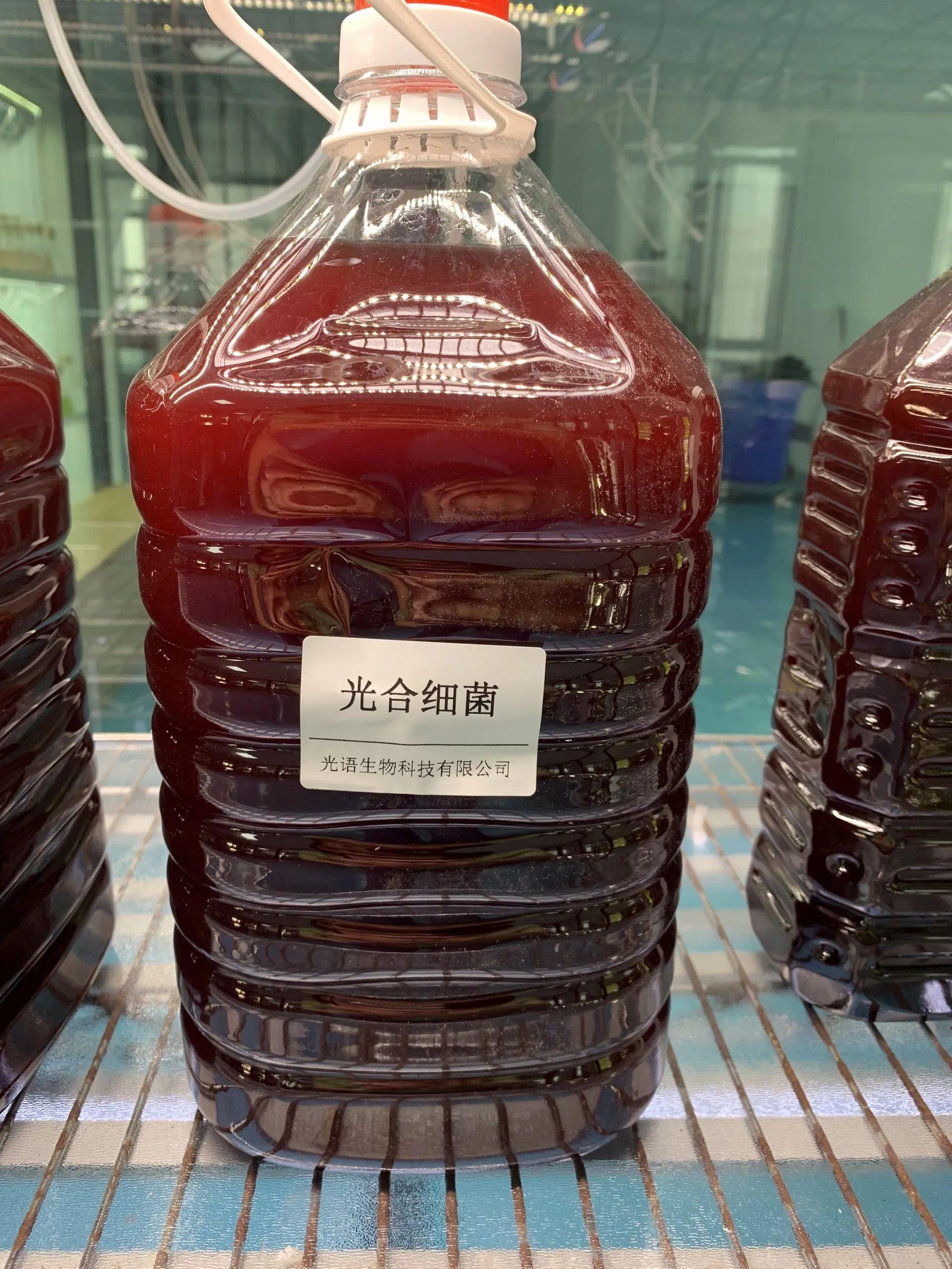 光合细菌