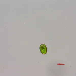 杜氏盐藻(GY-H41 Dunaliella salina)