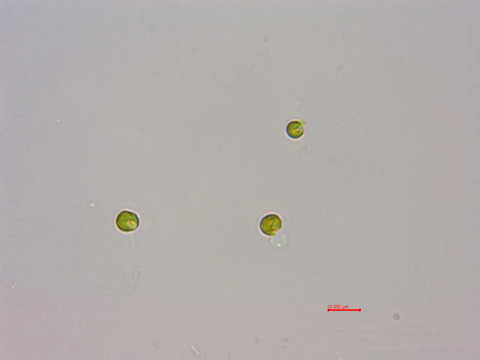 湛江等鞭金藻(GY-H2 Isochrysis zhangjiangensis)