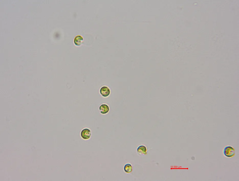 球形棕囊藻(GY-H37 Phaeocystis globsa)