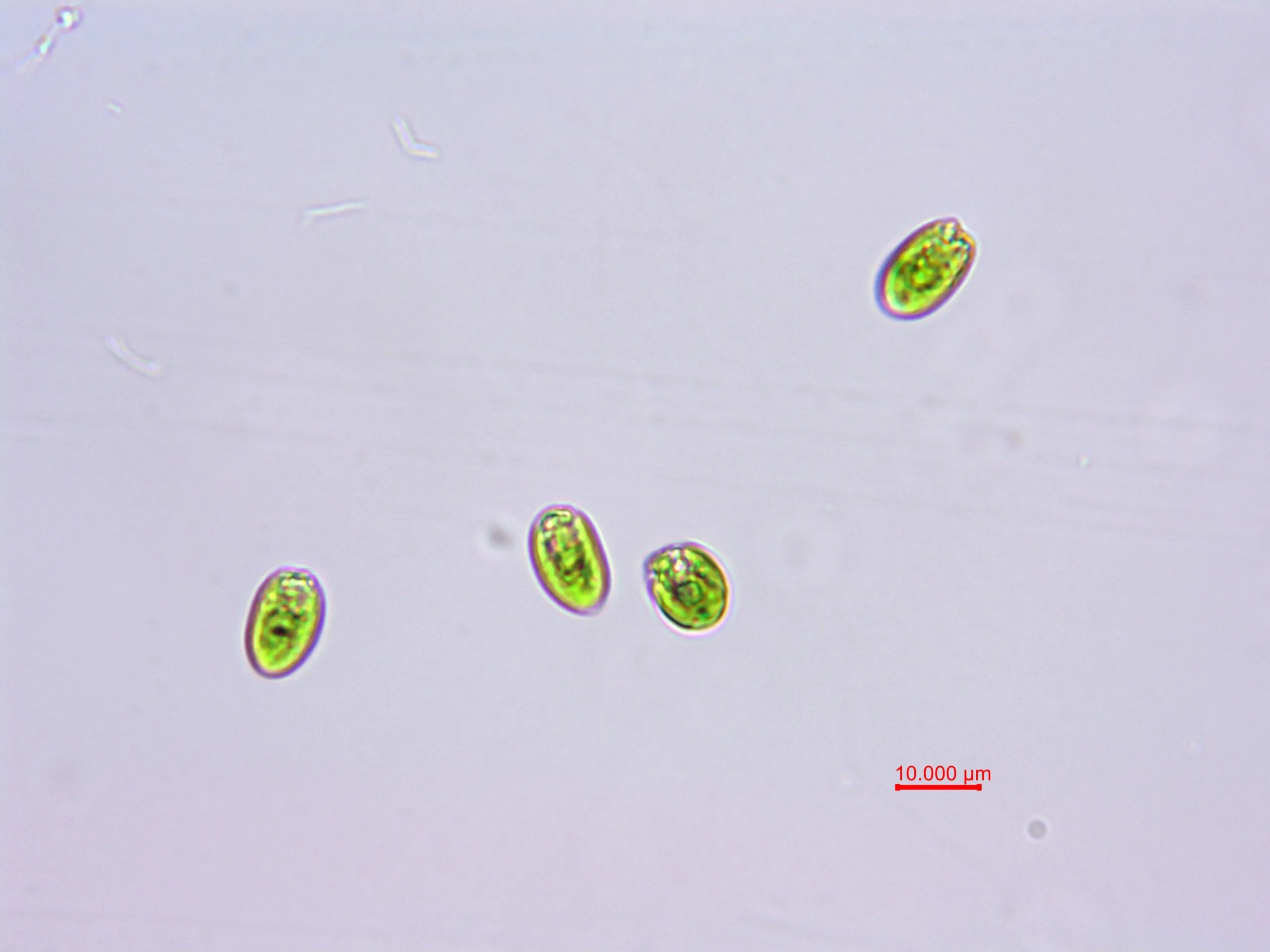 青岛大扁藻(GY-H1 Platymonas helgolandica tsingtaoensis)