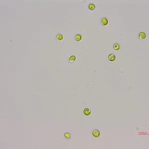 球等鞭金藻(GY-D66 Isochrysis galbana)