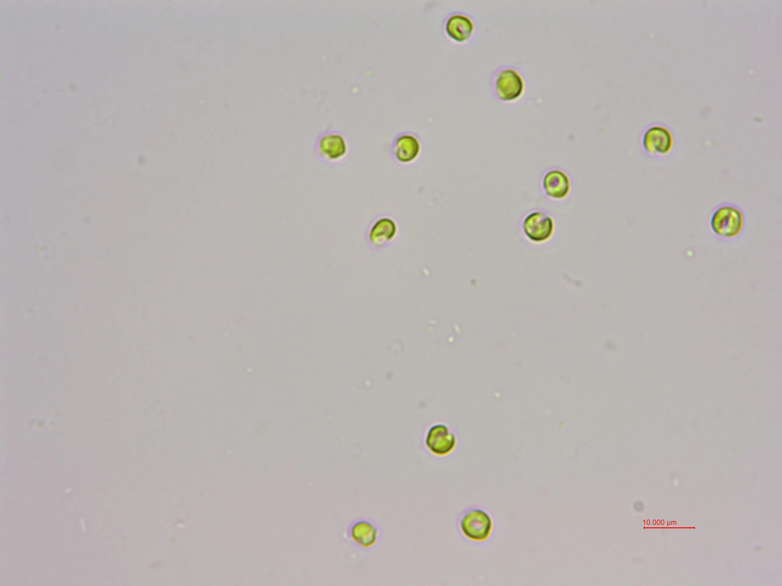 球等鞭金藻(GY-D66 Isochrysis galbana)