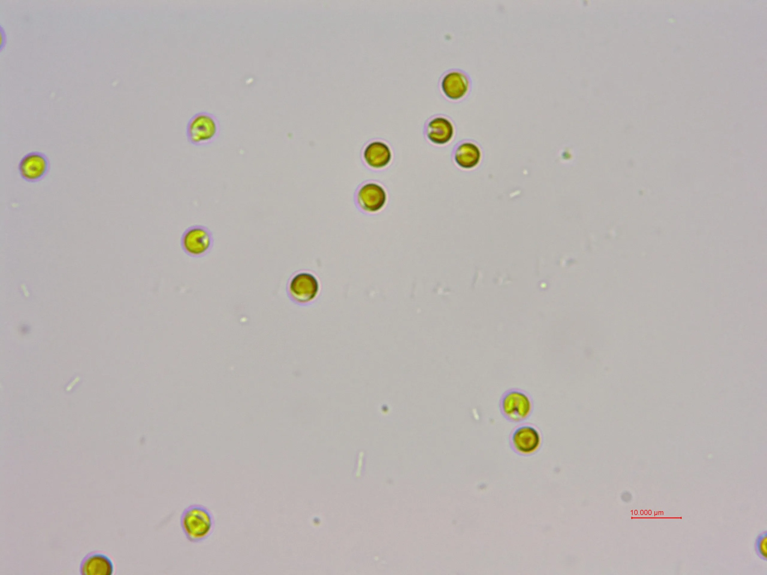 等鞭金藻(GY-H3 Isochrysis galbana)