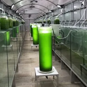 柱状光生物反应器