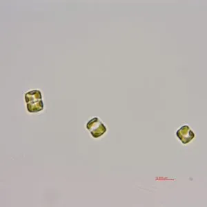 隐秘小环藻 (GY-H67 Cyclotella cryptica)