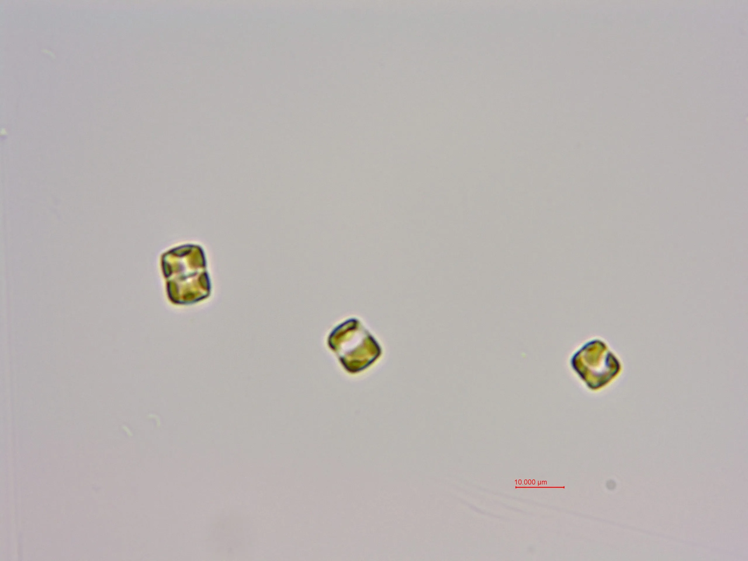 隐秘小环藻 (GY-H67 Cyclotella cryptica)