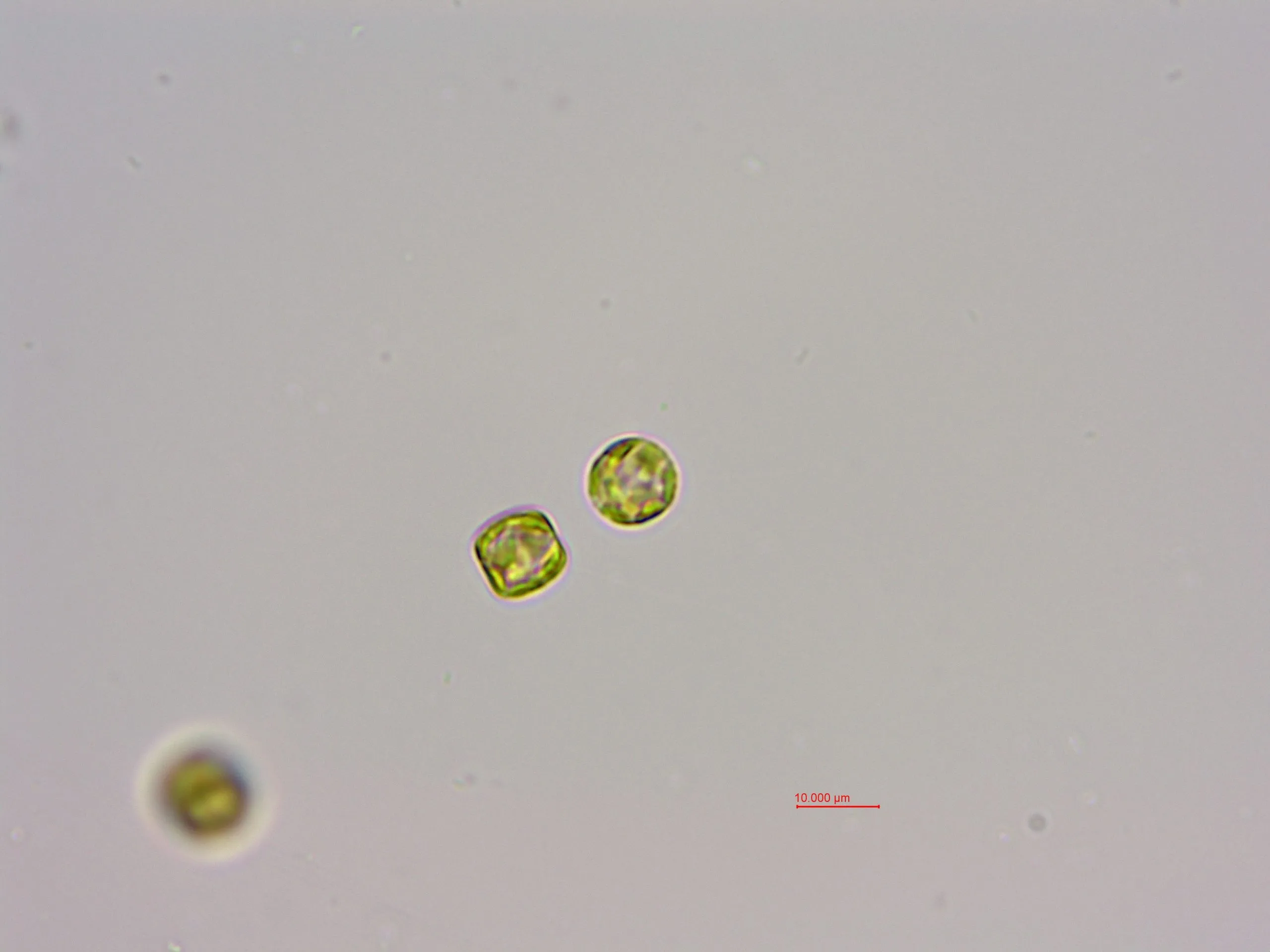 孟氏小环藻(梅尼小环藻,GY-H33 Cyclotella meneghiniana)