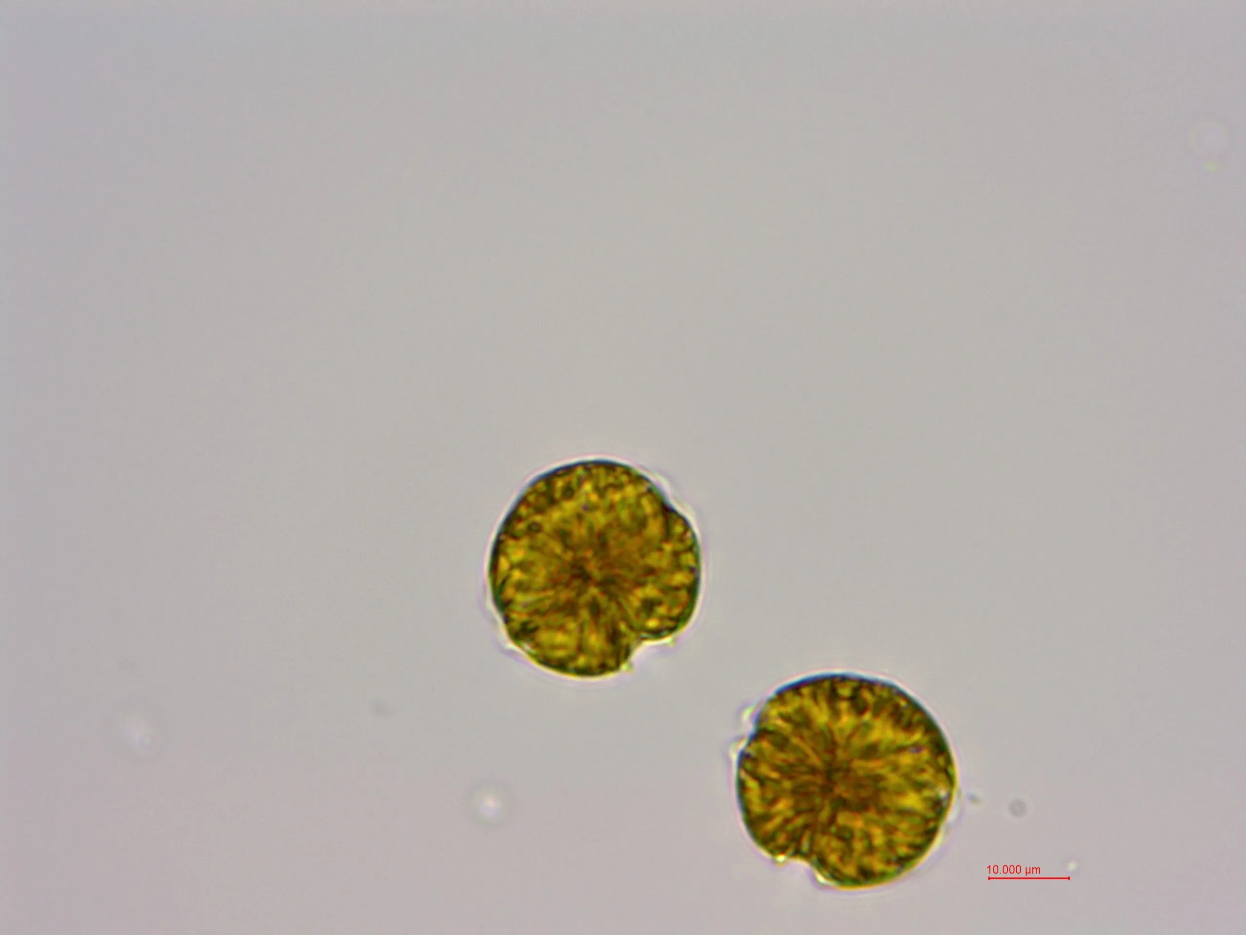 链状亚历山大藻 (GY-H25 Alexandrium catenella)