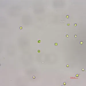 海水小球藻 (GY-H4 Chlorella sp.)