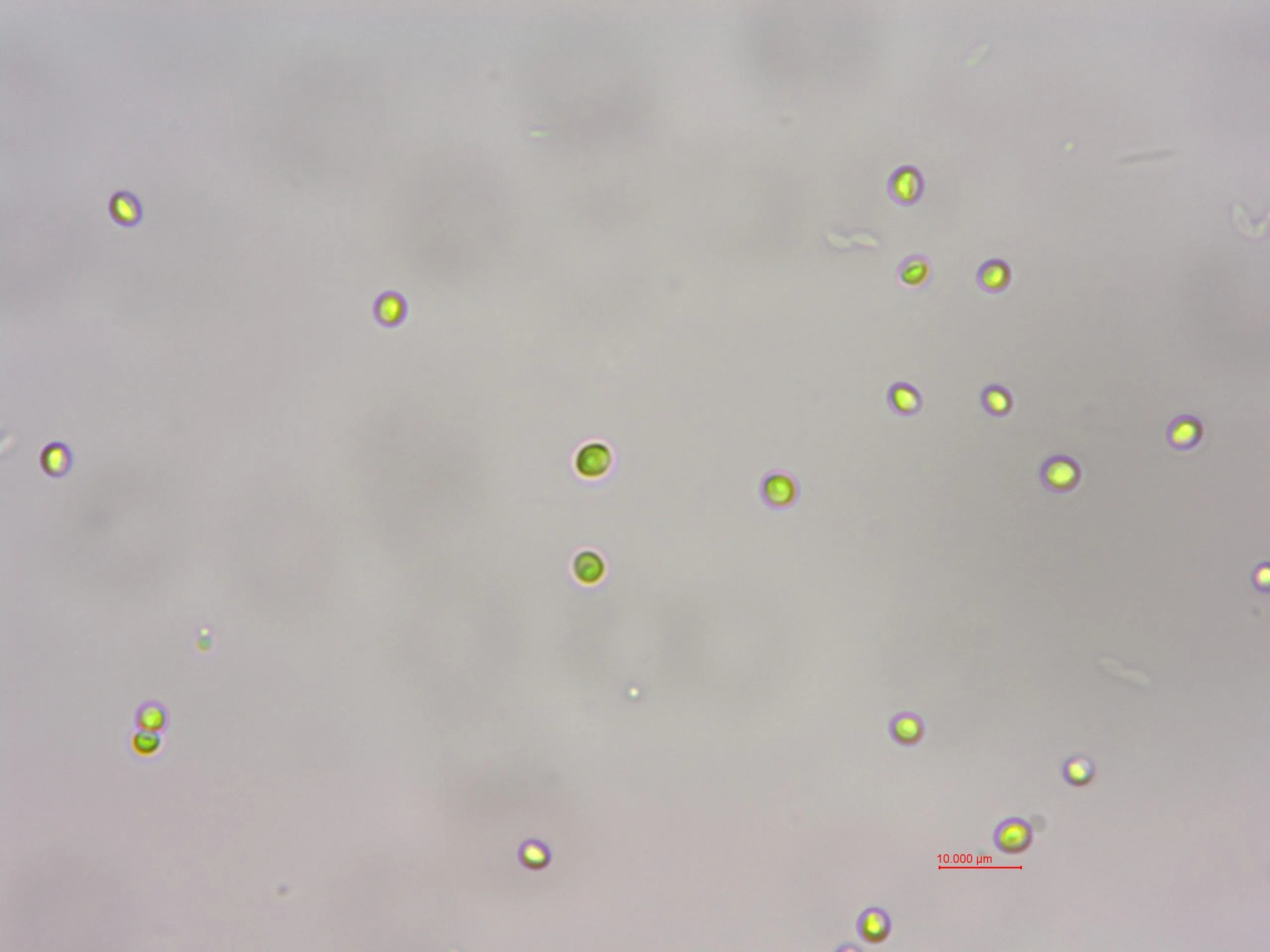 海水小球藻 (GY-H4 Chlorella sp.)