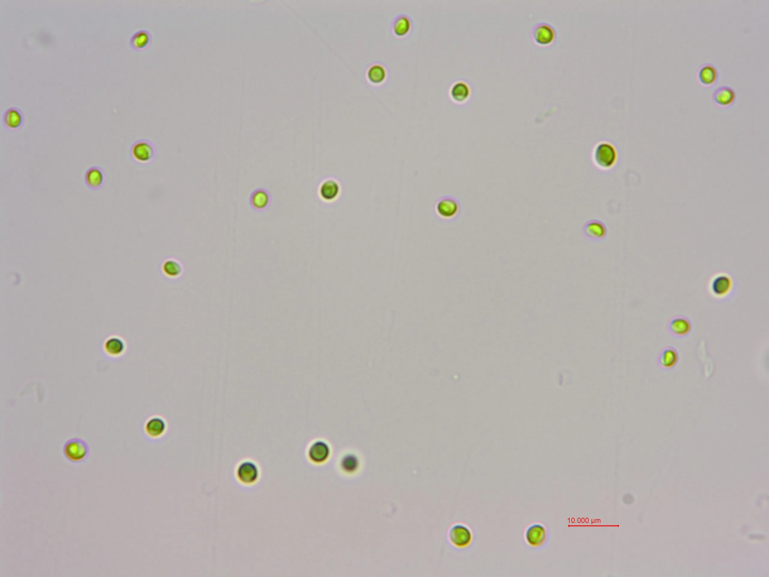 海水小球藻(GY-H6 Chlorella sp.)