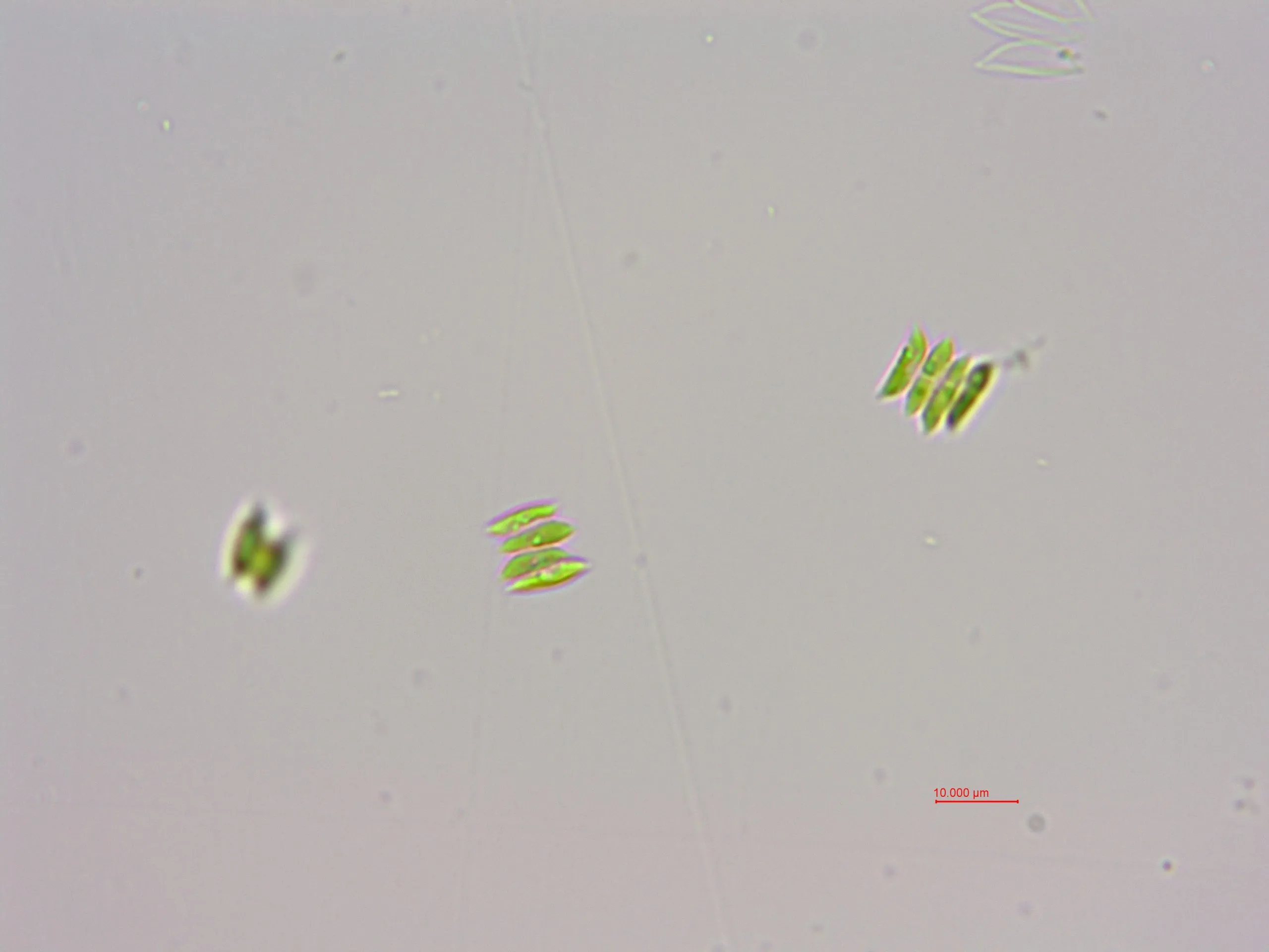 斜生栅藻(GY-D13 Scendesmus obliquus)