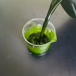 光语异养发酵罐小球藻藻液(120亿细胞/ml)