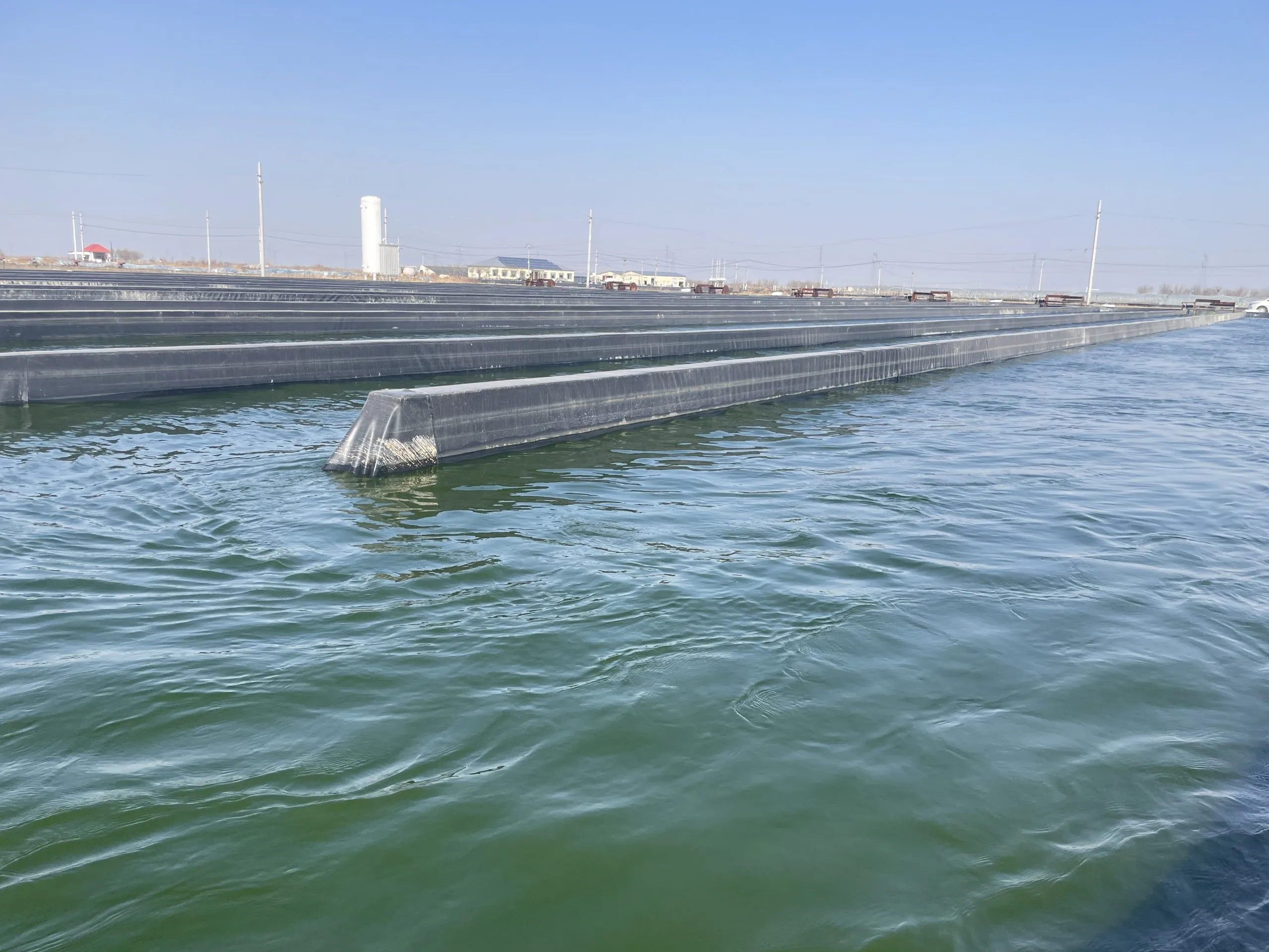 光语自养海水微拟球藻浓缩液