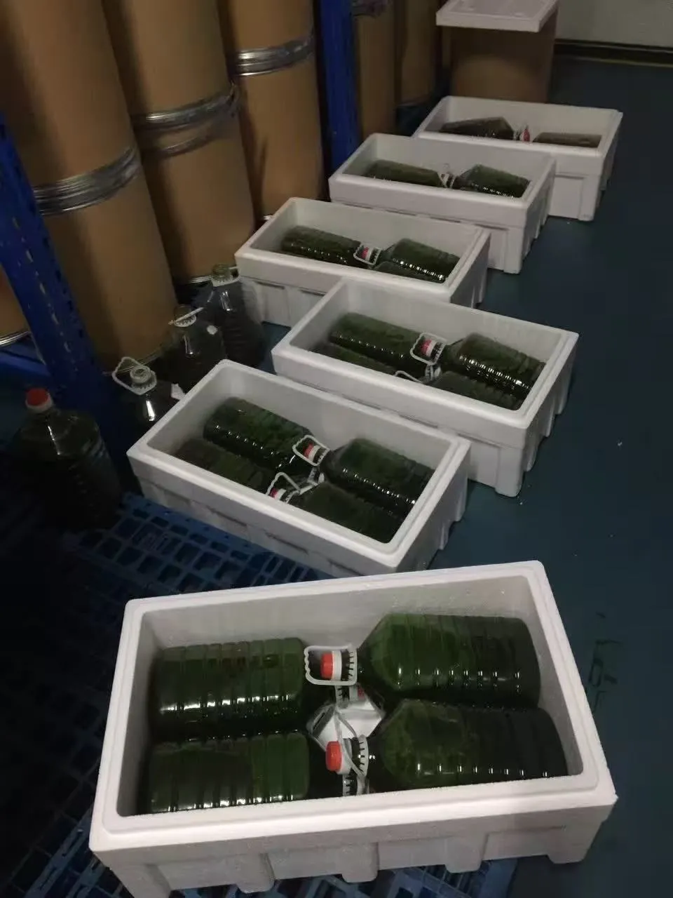 光语异养发酵罐小球藻藻液(120亿细胞/ml)