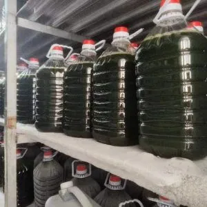 光语自养海水微拟球藻浓缩液