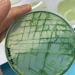 GY-D92 Spirulina platensis