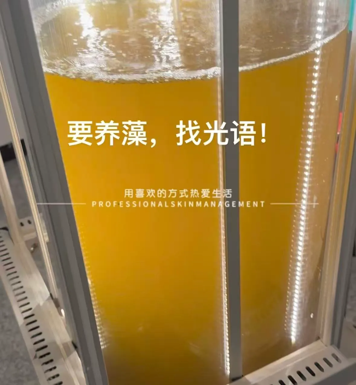 光语柱状反应器培养的三角褐指藻