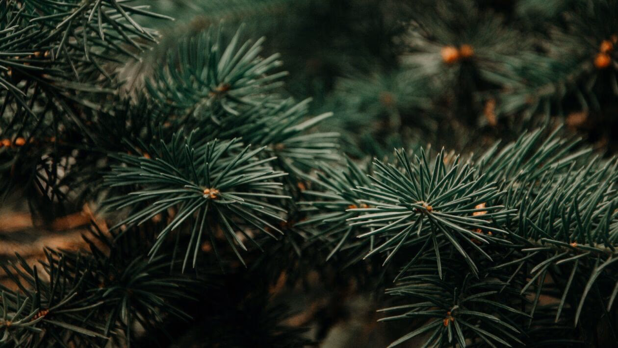 tilt shift lens photography of green Christmas tree